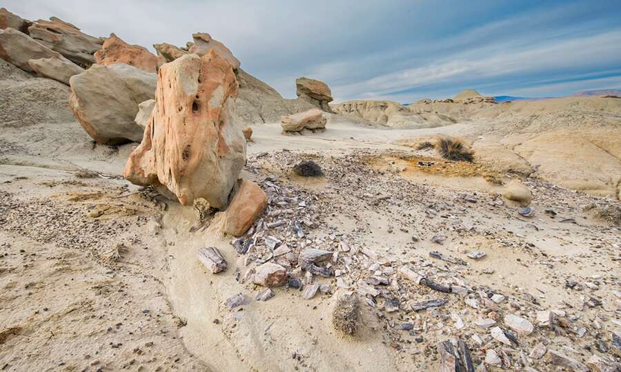 Tronco petrificado y fragmentos fósiles en el suelo