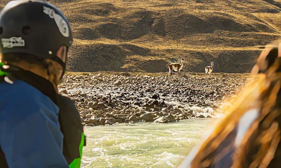 Guanacos on the bank of the Río de las Vueltas