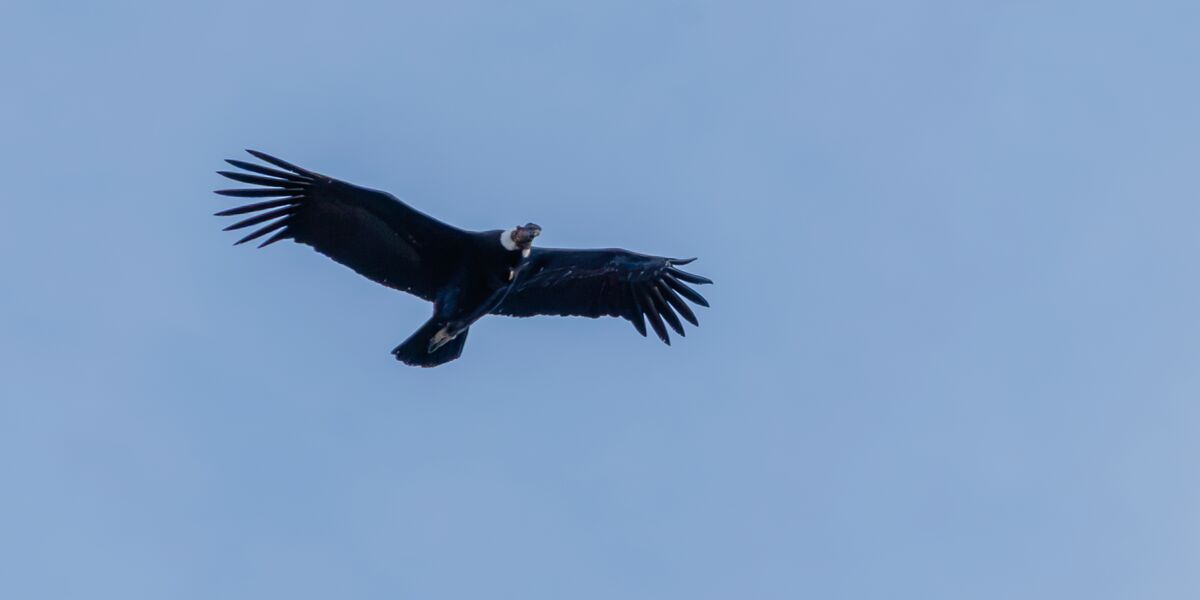 An Andean condor in flight with its wings spread, its black feathers and white collar against a pale blue sky