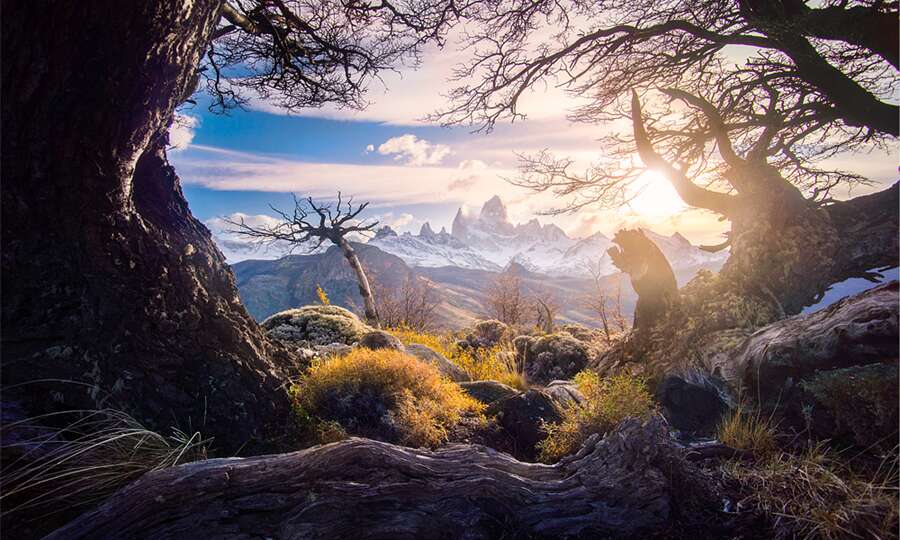 Fitz Roy enmarcado por el bosque andino